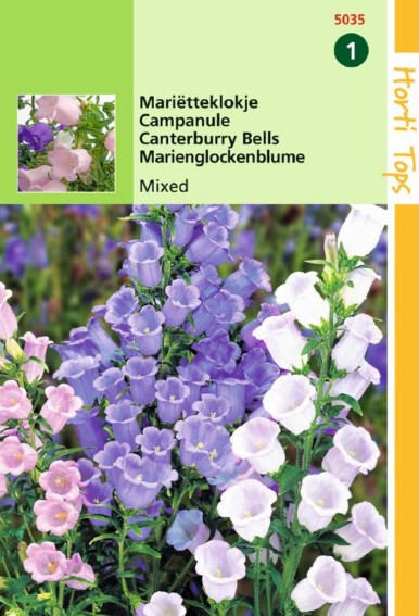 Canterbury Bells (Campanula medium) 1000 seeds